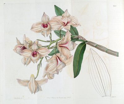 Dendrobium moschatum (as syn. Dendrobium cupreum) by Miss Drake